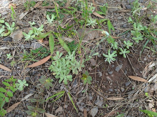 Helichrysum luteoalbum, 2025-10-02