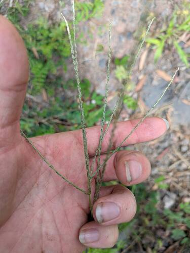 Digitaria stricta observed 2025-10-02