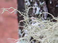 Usnea mutabilis