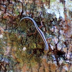 Sphenomorphus sanctus