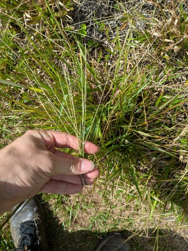 Digitaria stricta observed 2025-10-02