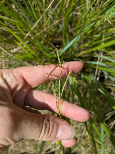 Paspalum scrobiculatum observed 2025-10-02