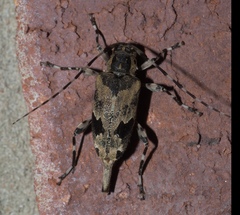 Graphisurus triangulifer