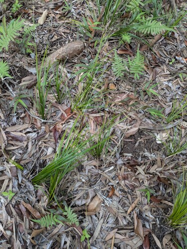 Carex meyenii observed 2025-10-02