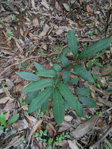 Dimocarpus, 2025-10-02