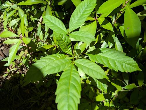 Smallflower chastetree (Vitex parviflora)