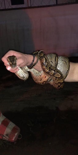 African Rock Python