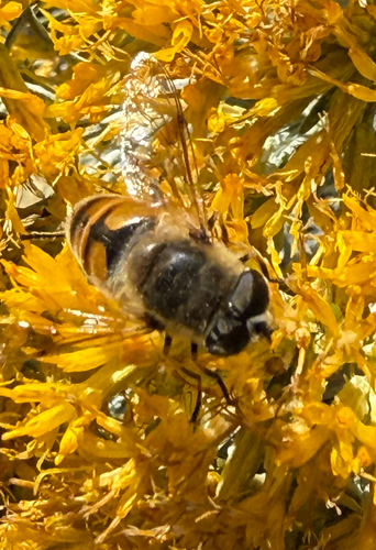 Unknown species found near Virginia Dale St, Helena, MT, US