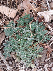 Lupinus texensis