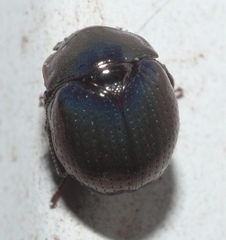 Germarostes globosus