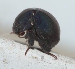 Germarostes globosus