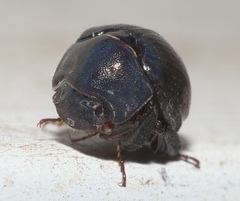 Germarostes globosus