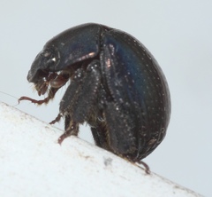 Germarostes globosus