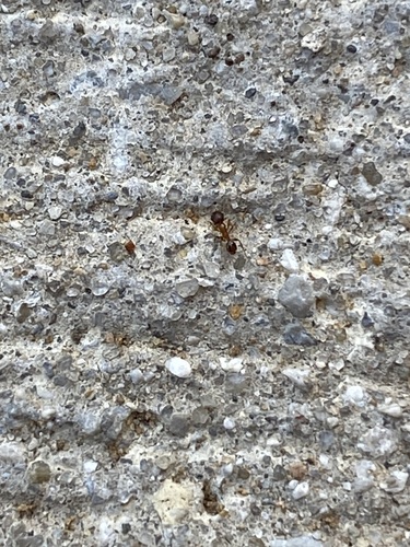 Pheidole soritis