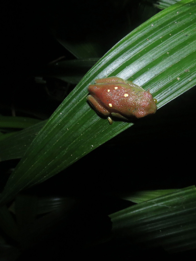 Flecked Leaf-Frog