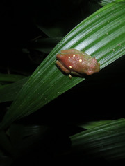 Agalychnis psilopygion