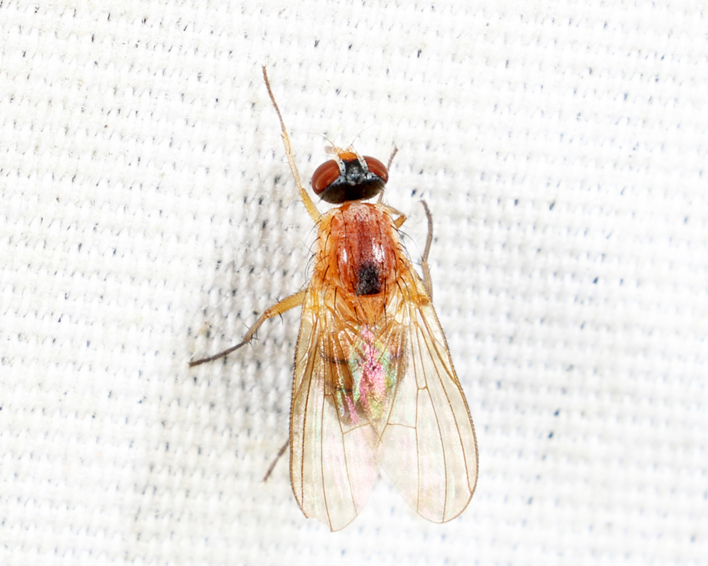 Phora Insecta Phoraea from Groton yard, MA, USA on October 7, 2025 at 11:11 PM by Tom ...
