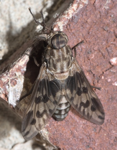 Tabanus venustus photo 3