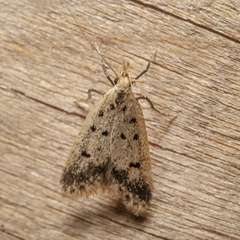 Atheropla decaspila