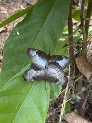 Ariadne enotrea enotrea