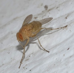 Ormia reinhardi