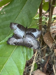 Ariadne enotrea enotrea