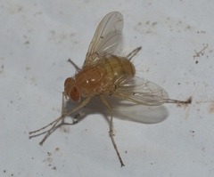 Ormia reinhardi
