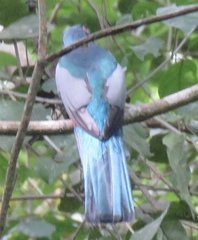 Trogon melanurus