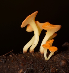 Dicephalospora rufocornea