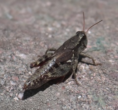Melanoplus wai