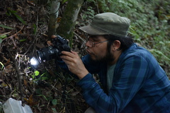 Dicephalospora rufocornea