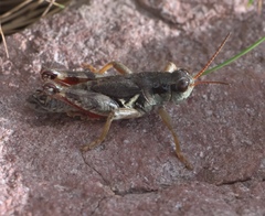 Melanoplus dodgei