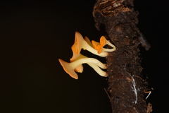 Dicephalospora rufocornea