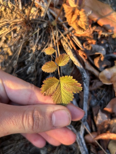 Douglas' Drymocallis foliage