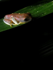 Agalychnis psilopygion
