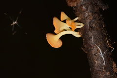 Dicephalospora rufocornea