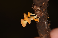 Dicephalospora rufocornea