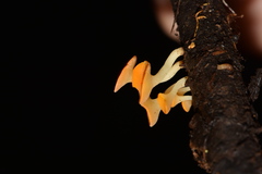 Dicephalospora rufocornea