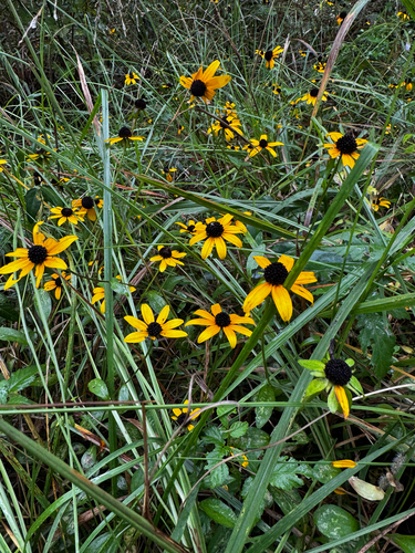 Rudbeckia fulgida var. spathulata