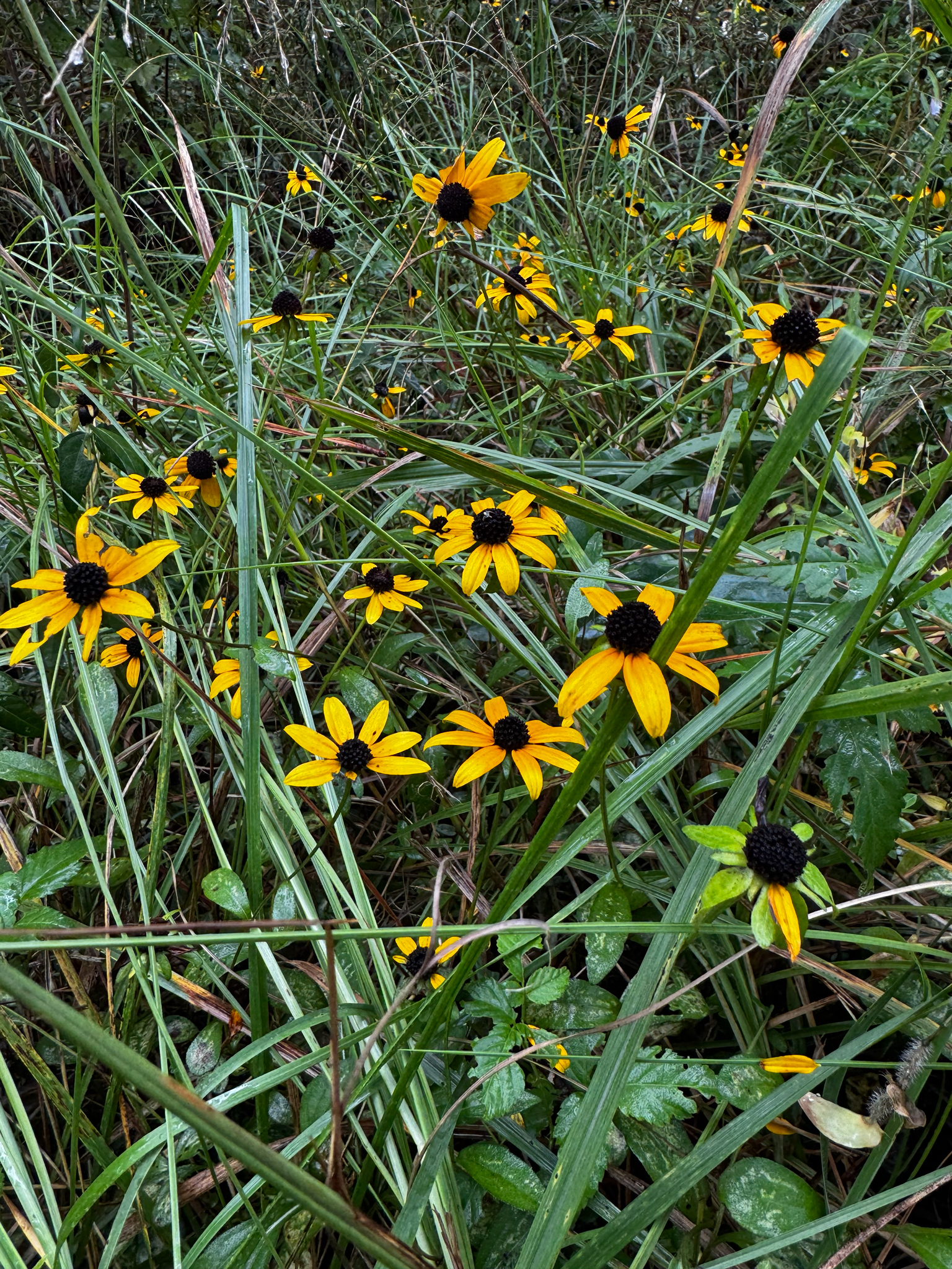 Rudbeckia fulgida var. spathulata