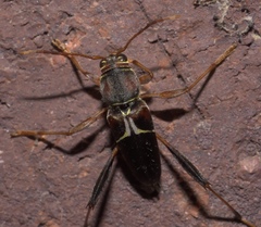 Neoclytus mucronatus