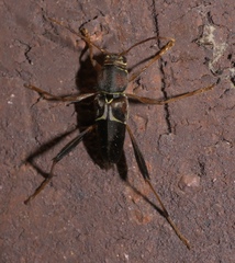 Neoclytus mucronatus
