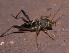 Neoclytus mucronatus