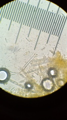 Dicephalospora rufocornea