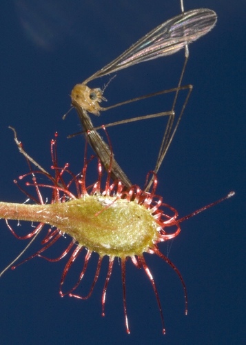 Madagascar Sundew
