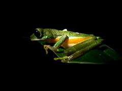 Agalychnis psilopygion