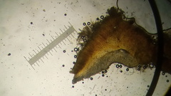 Dicephalospora rufocornea