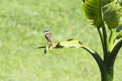 Pitangus sulphuratus