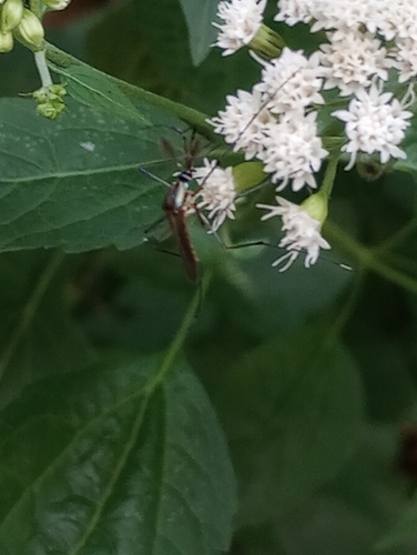 Unknown species found near Bloomington