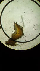 Dicephalospora rufocornea